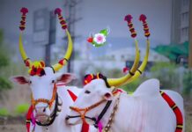 बैलपोळा !! सण महाराष्ट्राचा….. कष्टकरी शेतकऱ्याच्या सहकारी मित्राचा!!