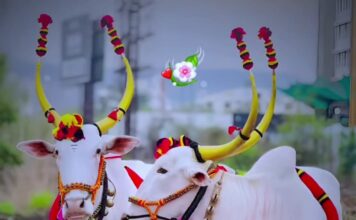 बैलपोळा !! सण महाराष्ट्राचा….. कष्टकरी शेतकऱ्याच्या सहकारी मित्राचा!!